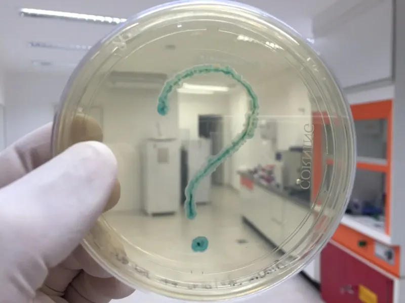 Imagem ilustrativa de Testes para identificação de coliformes para industria alimenticia